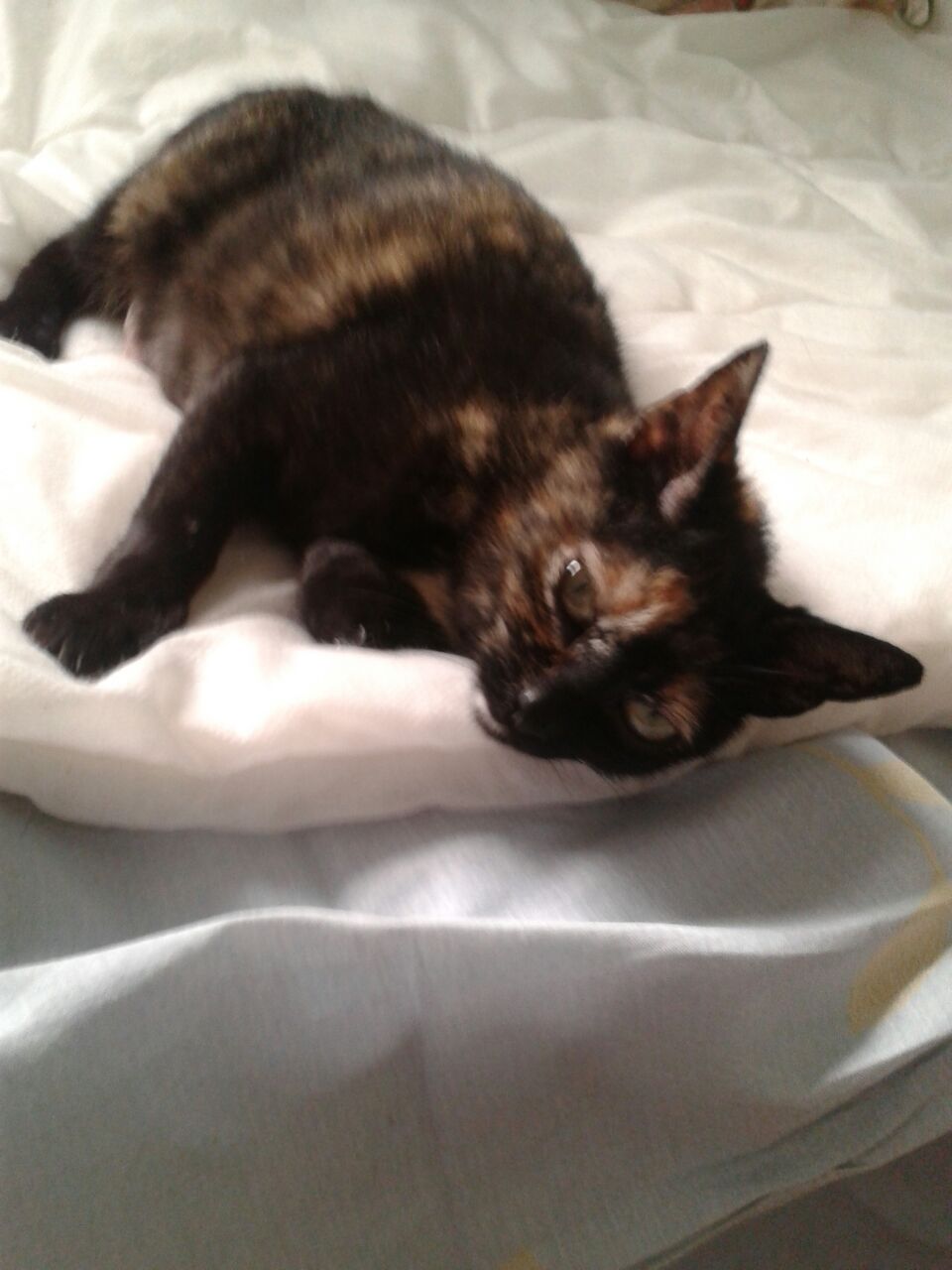 A Gala la abandonaron preñada